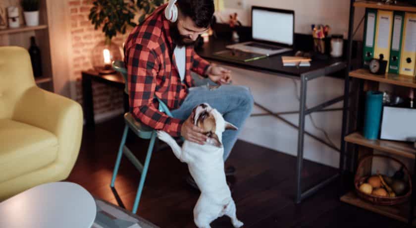 Freelancer working from home and playing with his dog