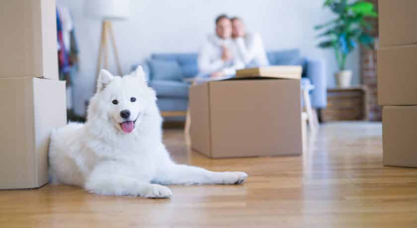 Young beautiful couple with dog sitting on the sofa at new home around cardboard boxes